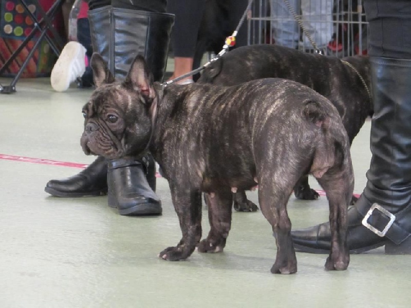 Lola (Sans Affixe) - Excellent non classé classe intermédiaire