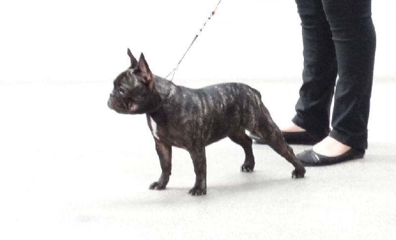 Lola (Sans Affixe) - Très prometteur classe puppy