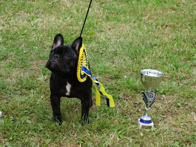 Lola (Sans Affixe) - 1er très prometteur Meilleur puppy