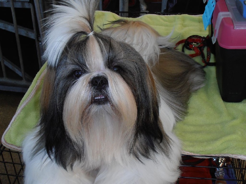 Publication : du domaine des deux lions Auteur : Michel Deniaud