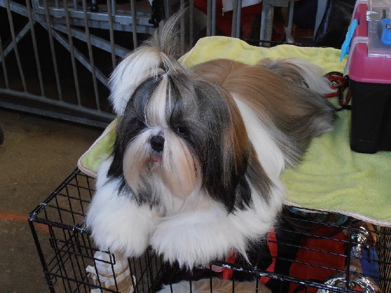 Publication : du domaine des deux lions Auteur : Michel Deniaud