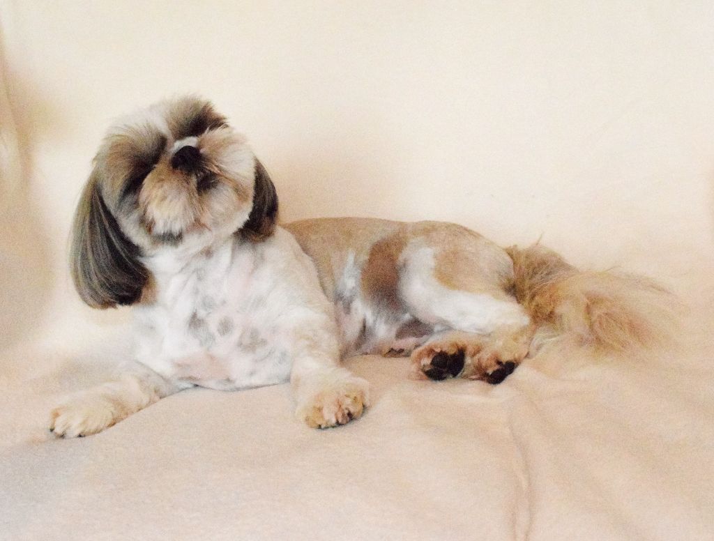 Publication : du domaine des deux lions Auteur : Michel Deniaud