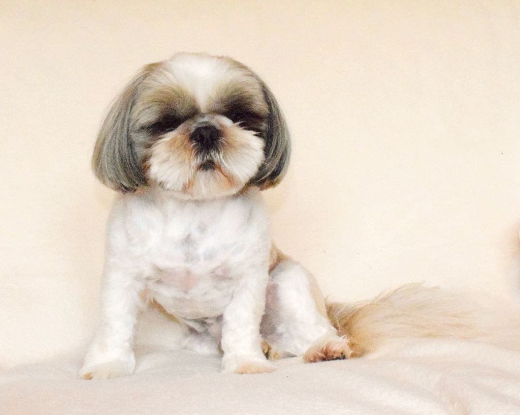 Publication : du domaine des deux lions Auteur : Michel Deniaud