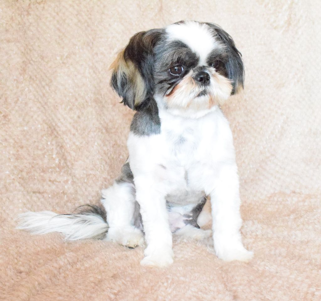 Auteur : Michel Deniaud