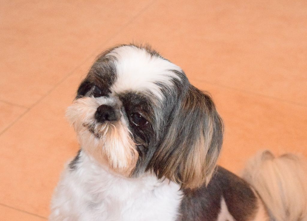 Auteur : Michel Deniaud