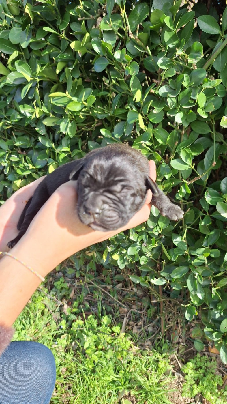 Cane Corso - Des Douces Folies d'Asie