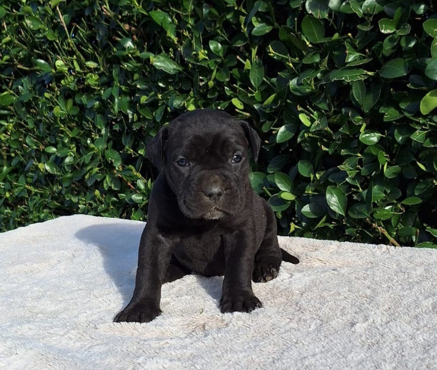 Cane Corso - Des Douces Folies d'Asie
