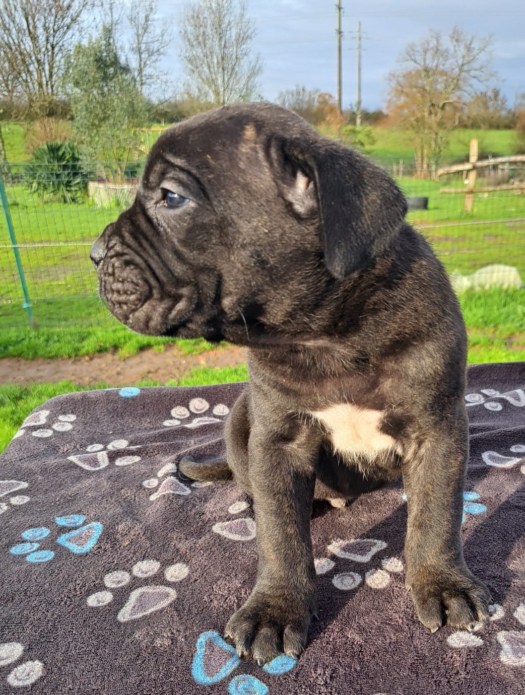 Cane Corso - Des Douces Folies d'Asie