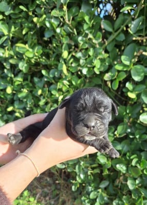 Les chiots de Cane Corso
