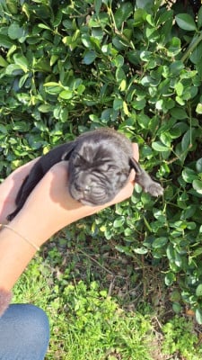 Les chiots de Cane Corso