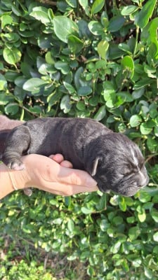 Les chiots de Cane Corso