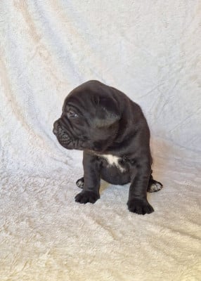 Les chiots de Cane Corso