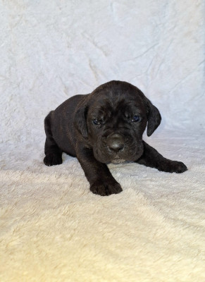 Les chiots de Cane Corso