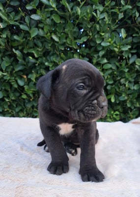 Les chiots de Cane Corso