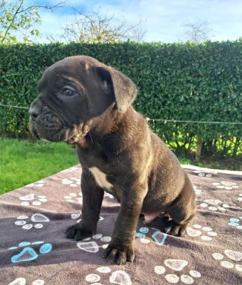 Les chiots de Cane Corso