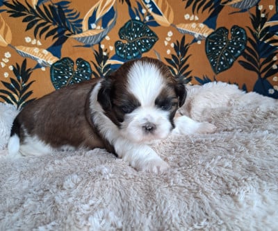 Les chiots de Shih Tzu
