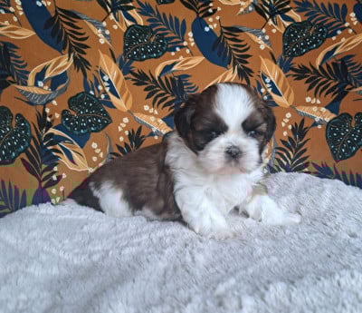 Les chiots de Shih Tzu