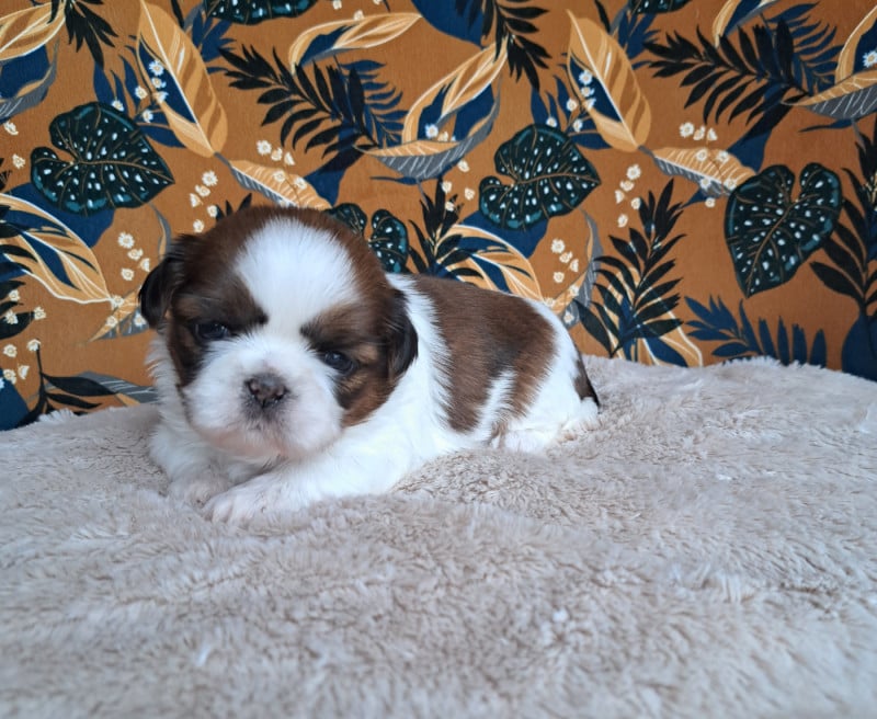 Shih Tzu - Des Douces Folies d'Asie
