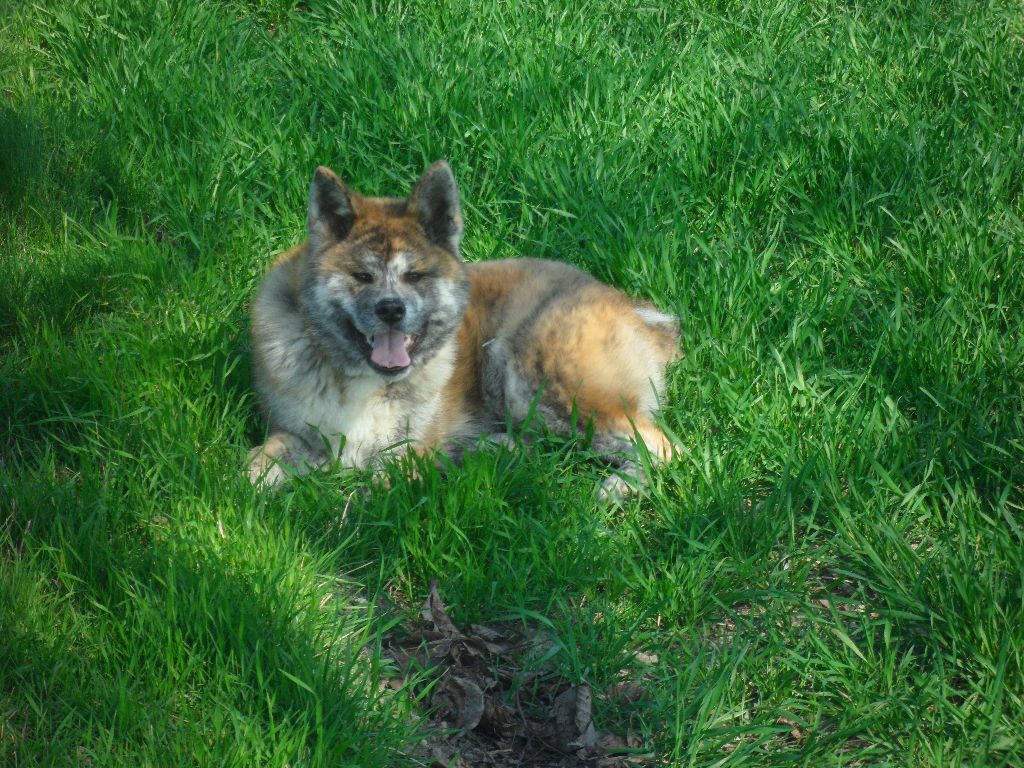 Publication : De La Plume Sélène