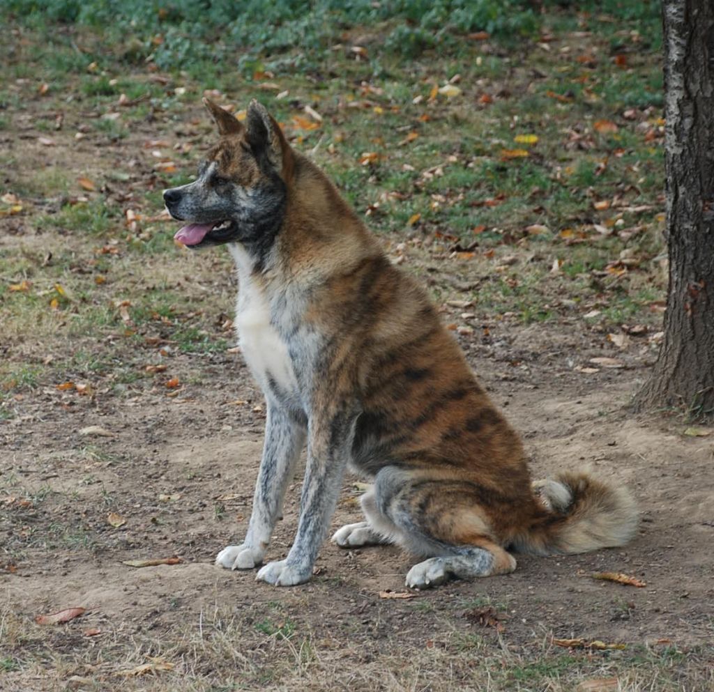 Publication : De La Plume Sélène