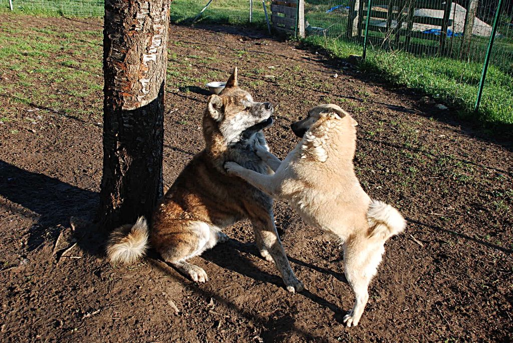 Publication : De La Plume Sélène