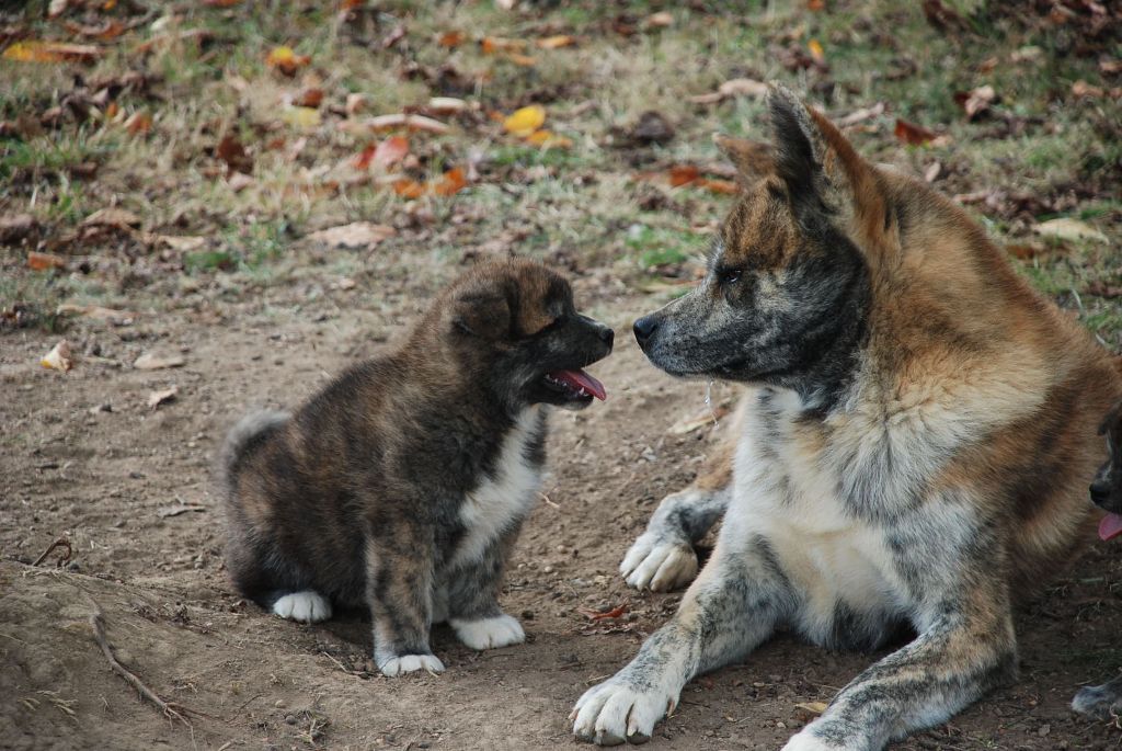 Publication : De La Plume Sélène