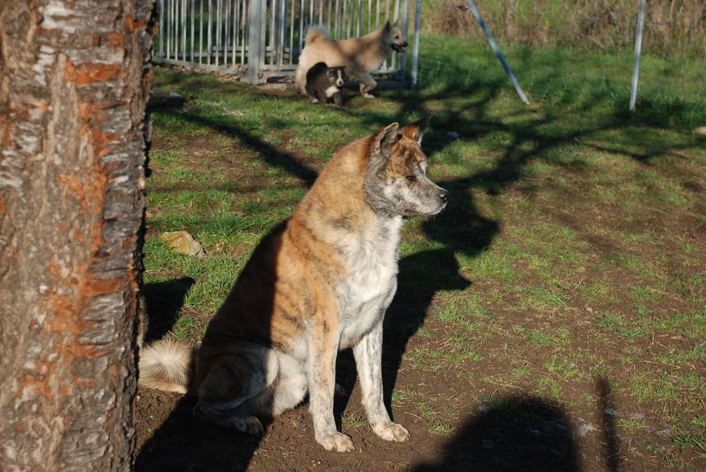 Publication : De La Plume Sélène