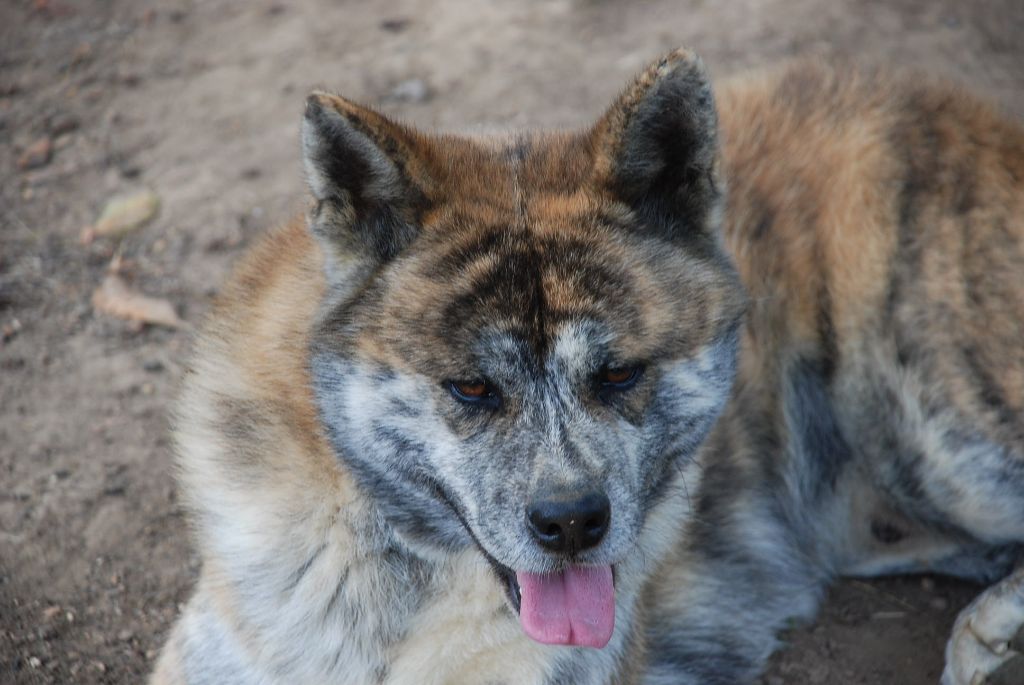 Publication : De La Plume Sélène