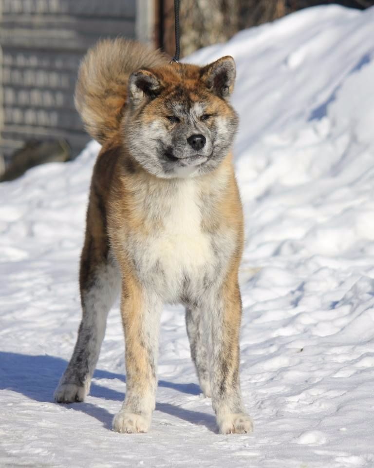 Publication : De La Plume Sélène