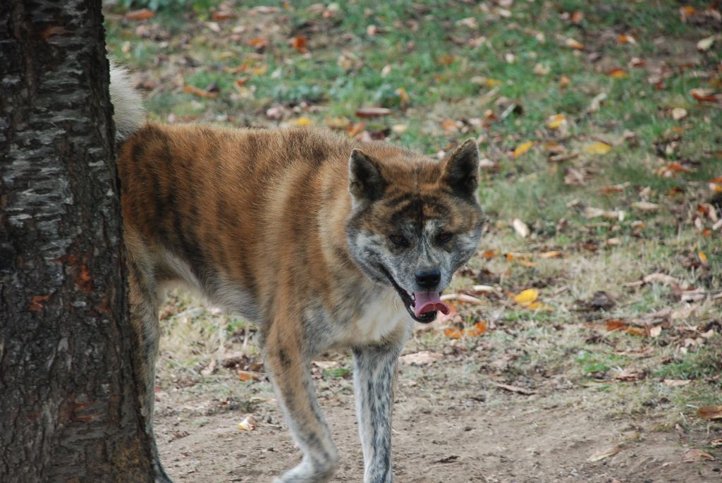 Publication : De La Plume Sélène