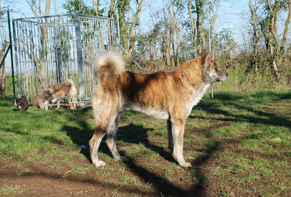 Publication : De La Plume Sélène