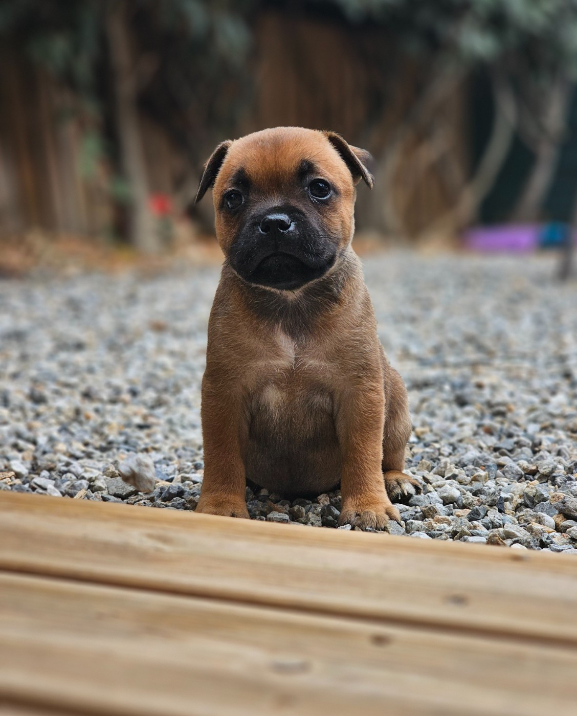 CHIOT 1