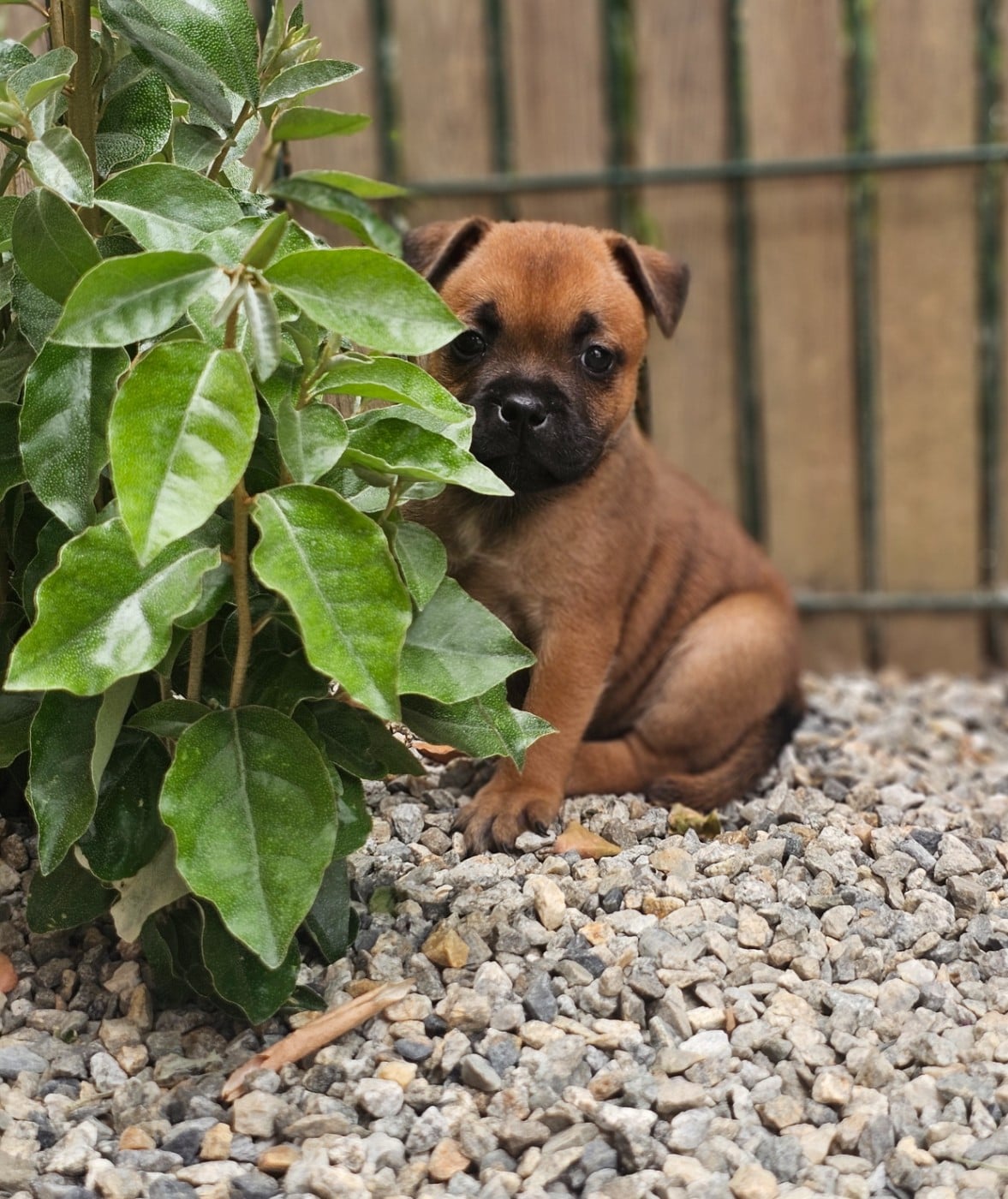 CHIOT 1