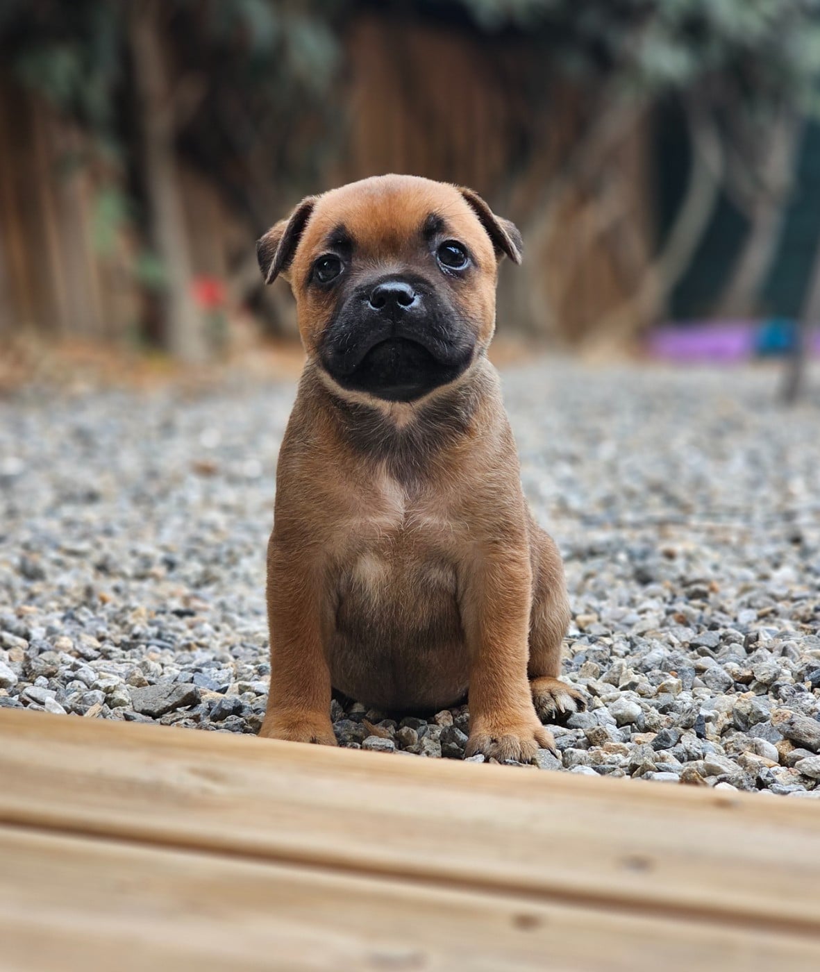 CHIOT 1