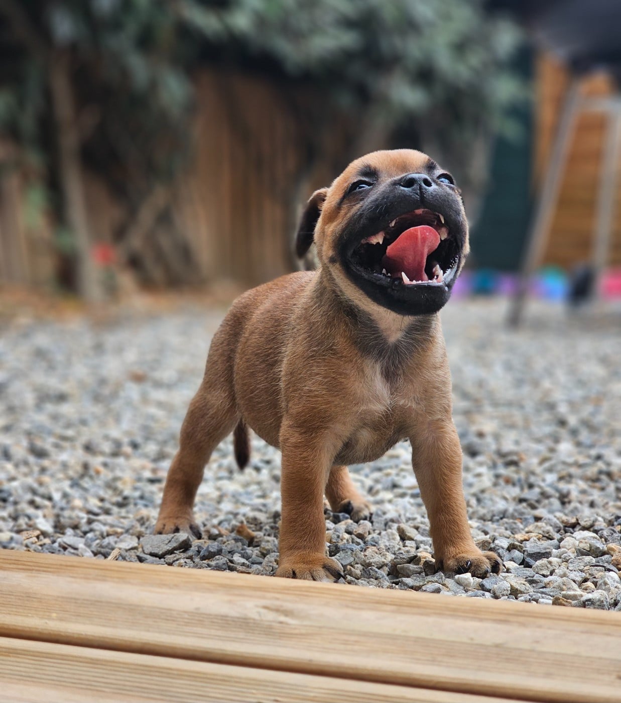 CHIOT 1