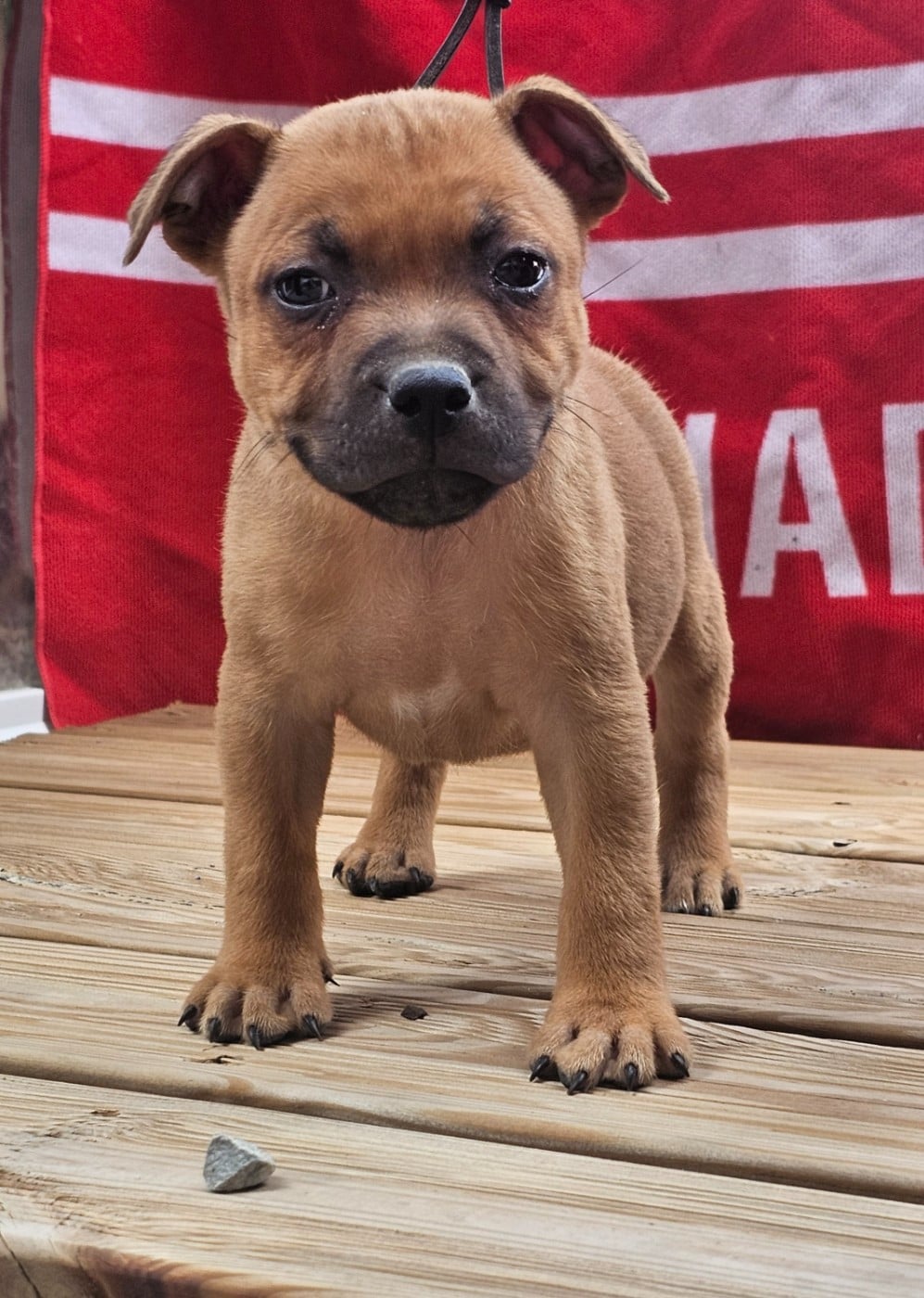 CHIOT 7