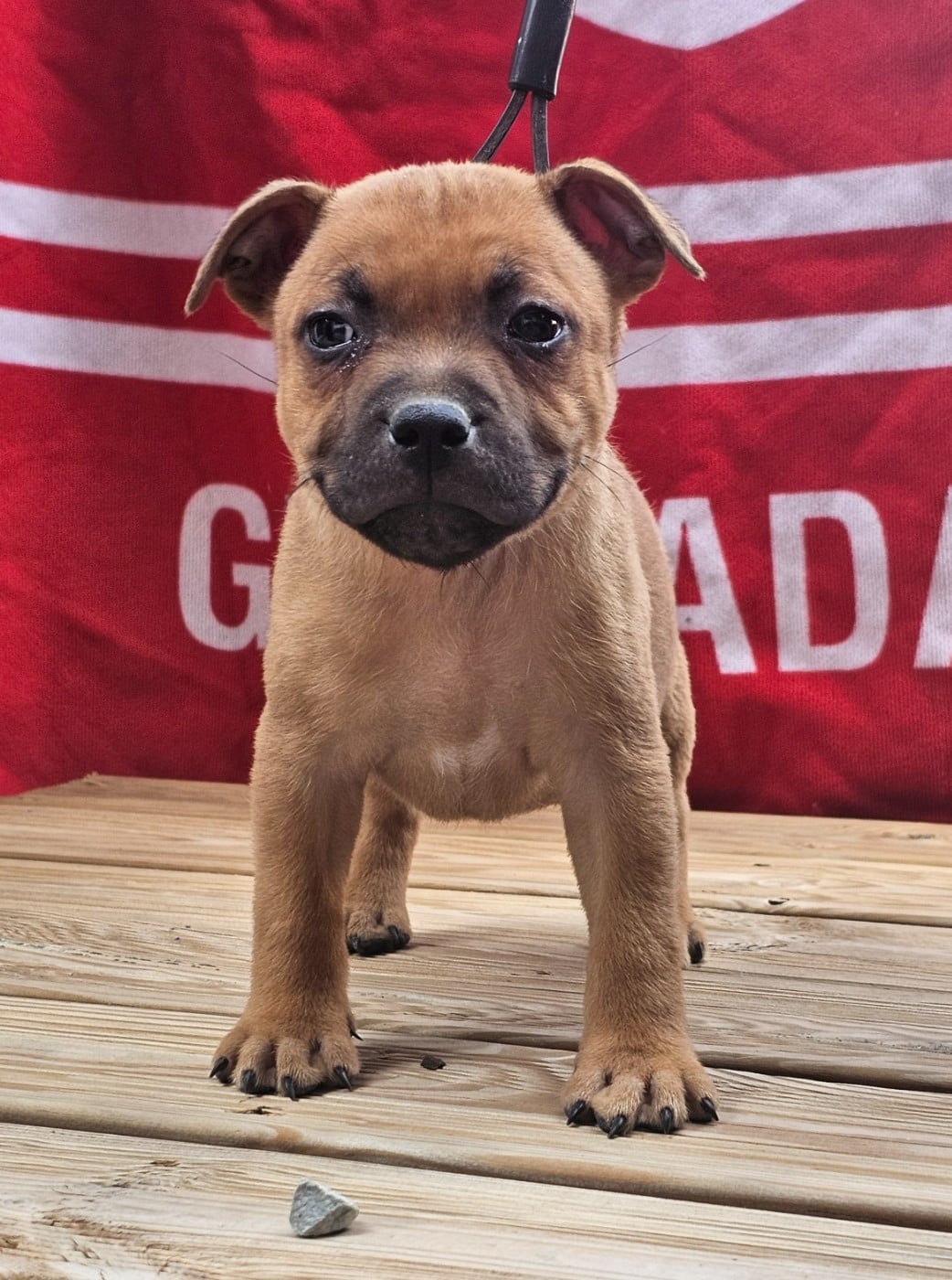 CHIOT 7