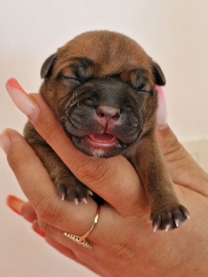 Staffordshire Bull Terrier