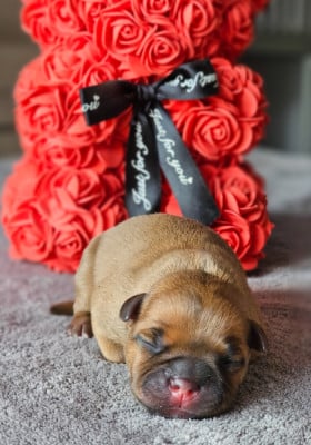 Les chiots de Staffordshire Bull Terrier