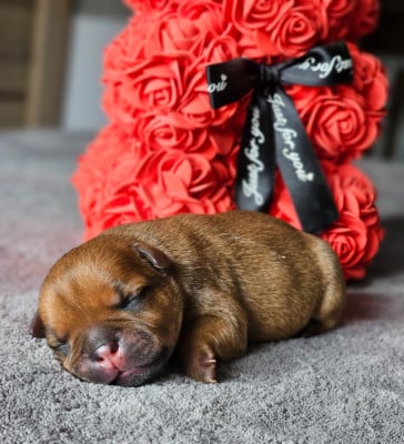 Les chiots de Staffordshire Bull Terrier