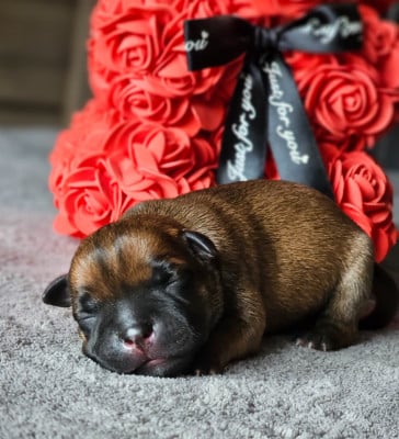 Les chiots de Staffordshire Bull Terrier