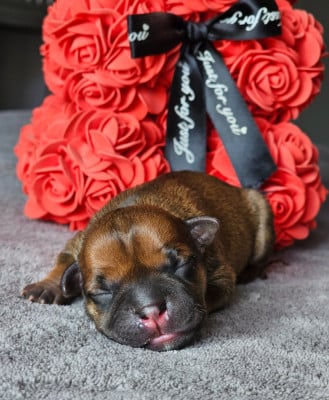 Les chiots de Staffordshire Bull Terrier