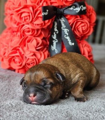 Les chiots de Staffordshire Bull Terrier