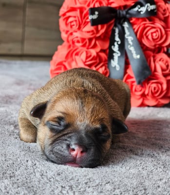 Les chiots de Staffordshire Bull Terrier
