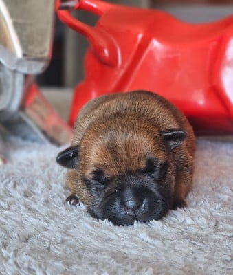 Les chiots de Staffordshire Bull Terrier