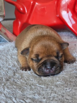 Les chiots de Staffordshire Bull Terrier