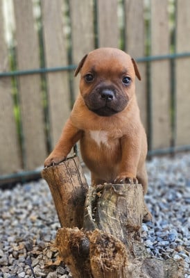 Les chiots de Staffordshire Bull Terrier
