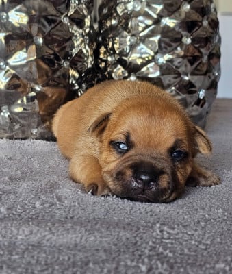 Les chiots de Staffordshire Bull Terrier