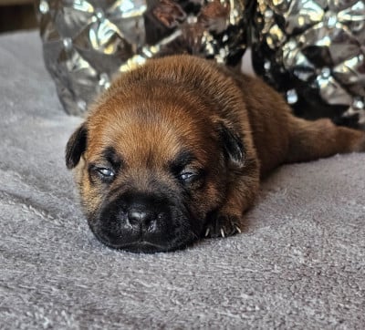 Les chiots de Staffordshire Bull Terrier