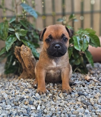 Les chiots de Staffordshire Bull Terrier